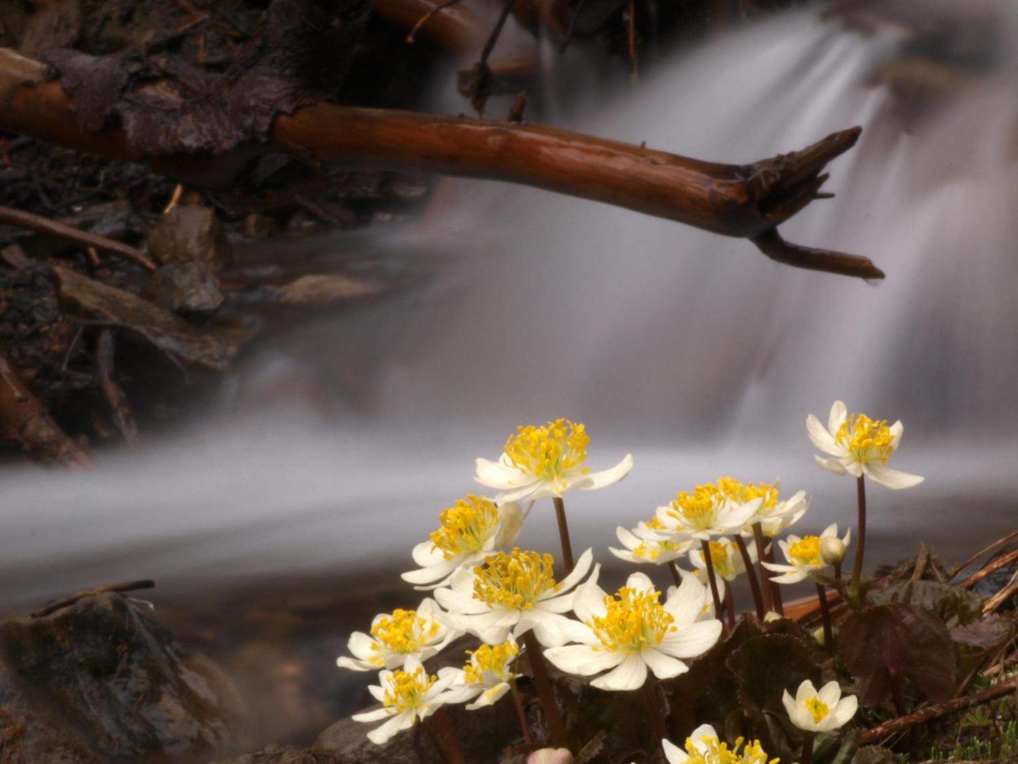 Sol Duc Hot Springs Resort Ovington Eksteriør bilde